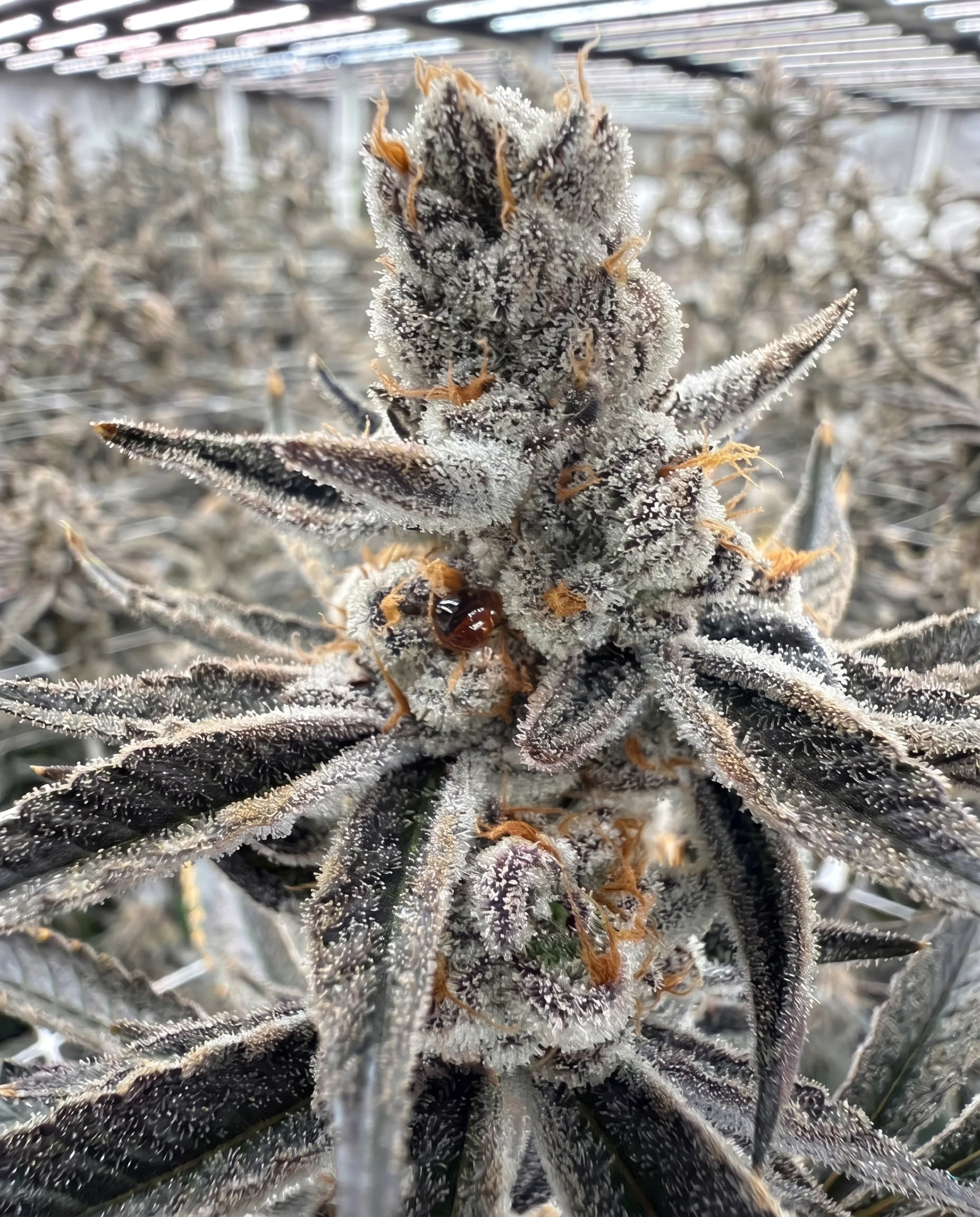 Macro detail of a frost-coated cannabis flower with amber pistils — close-up trichome structure.