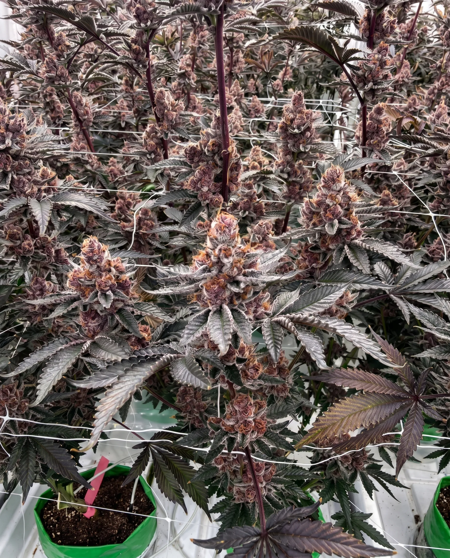 A dense canopy of late-flower cannabis plants with deep purple and burgundy pigmentation, training wires holding the colas upright above white grow pots.