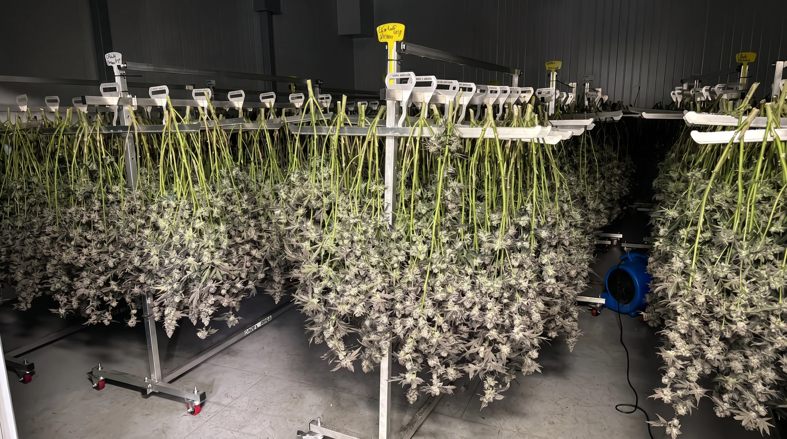 A cannabis drying room: rolling racks loaded with whole plants hanging inverted under controlled low-light environment, blue dehumidifier visible at right.