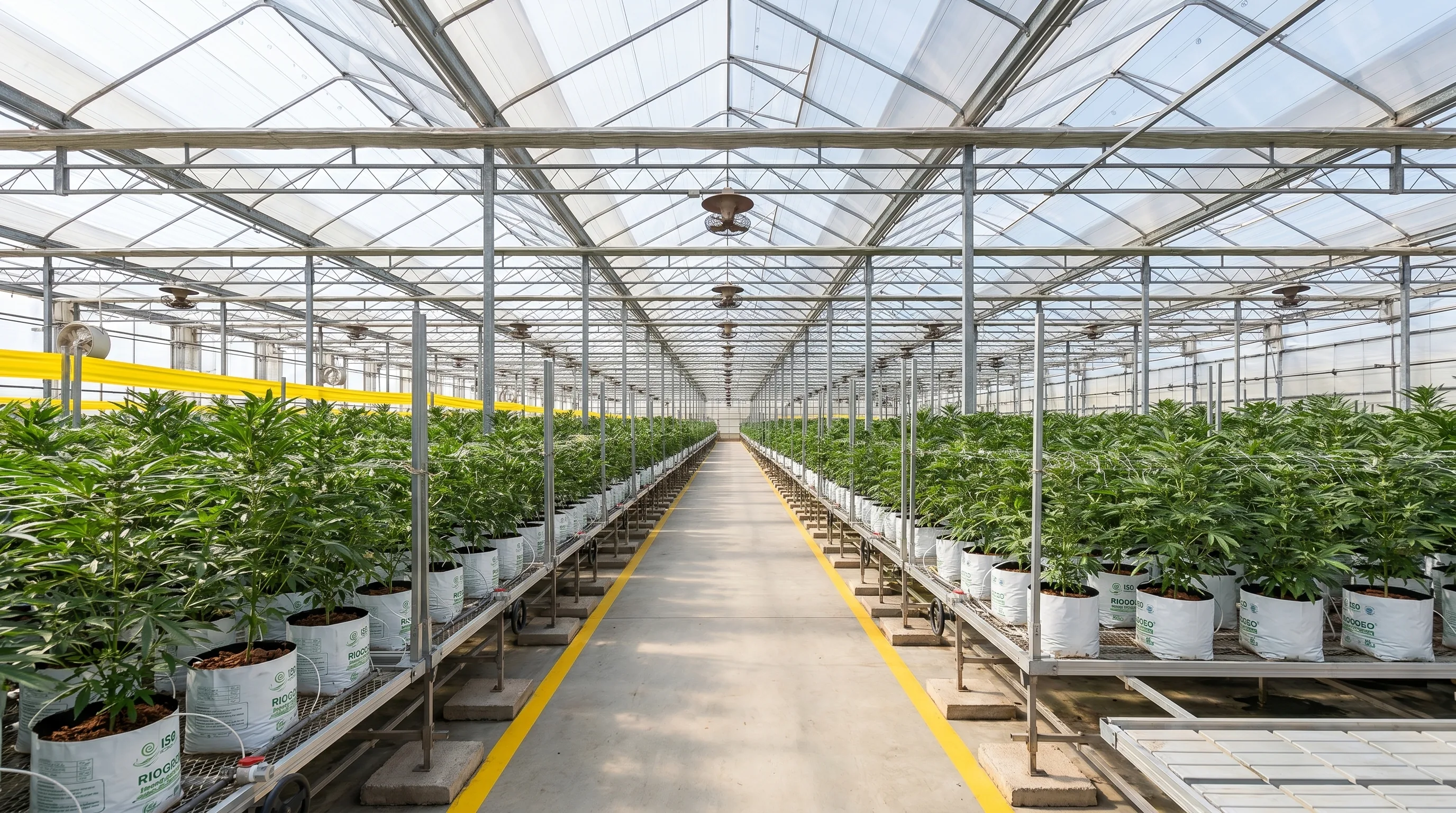A long sungrown cannabis greenhouse aisle: cultivation rows in white pots flanking a yellow-striped concrete walking lane, polycarbonate roof admitting bright daylight, structural steel and overhead fans receding into depth.