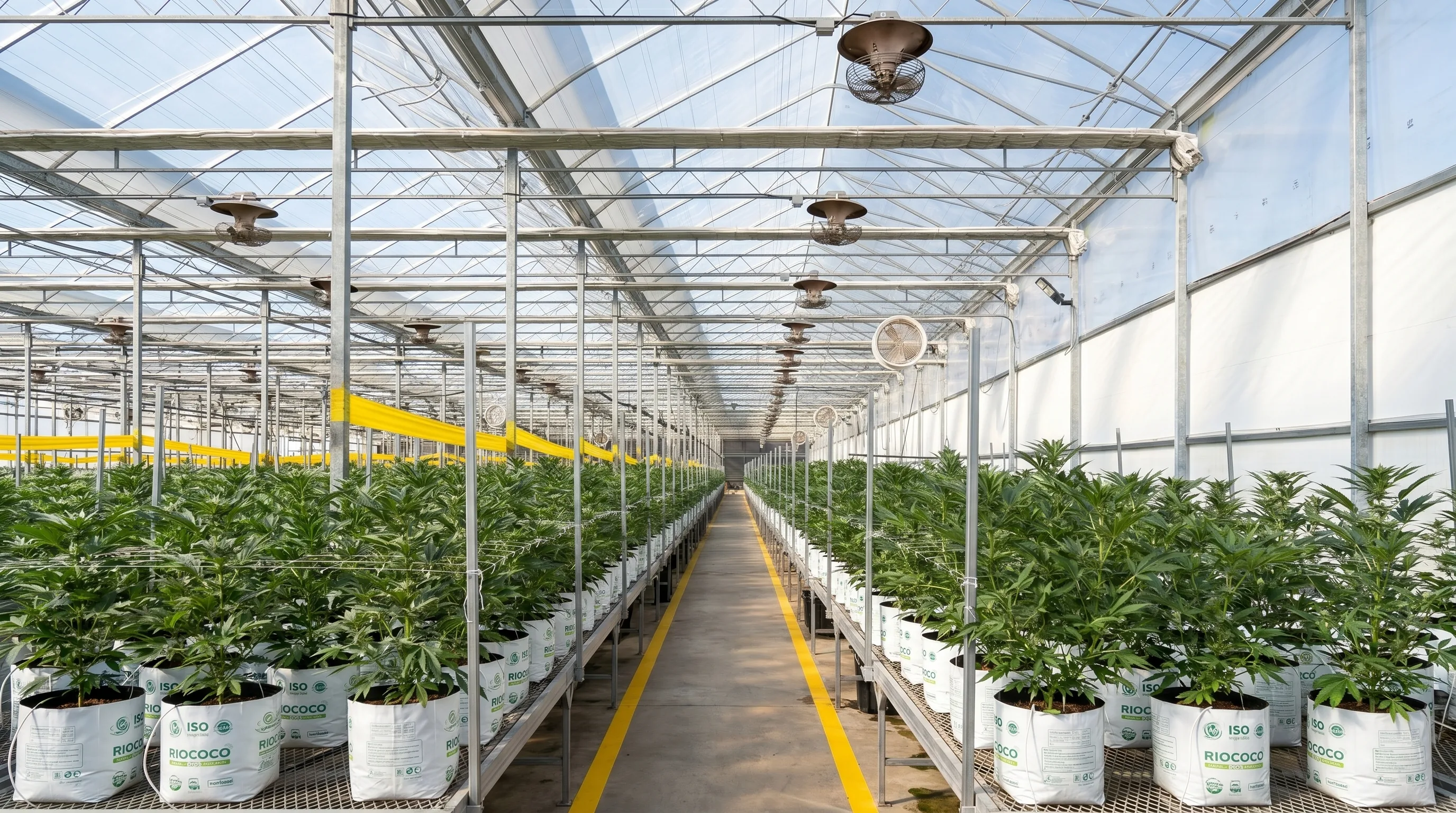 A second view of the sungrown cannabis greenhouse aisle, white pots on benches under a polycarbonate roof, yellow safety stripe leading the eye into depth — the kind of facility Galleon's twelve practice areas serve end-to-end.