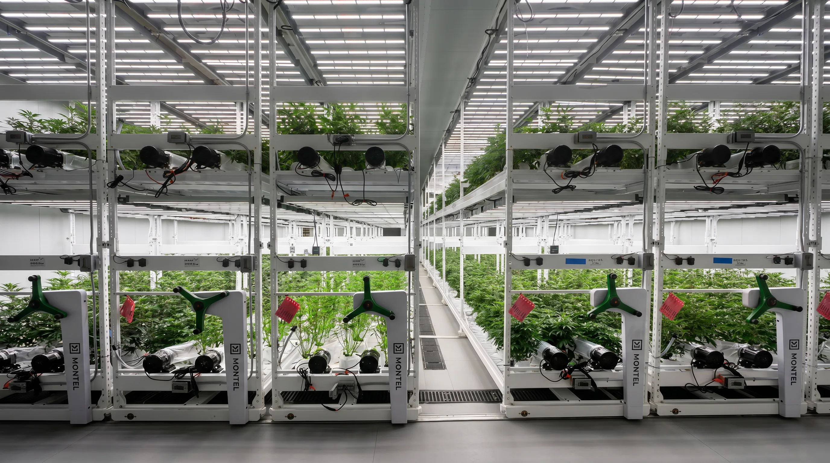 Wide view of a cannabis cultivation room: multiple Montel rack rows running in parallel toward the back wall, plants on multiple tiers, LED light bars overhead, polished epoxy floor.